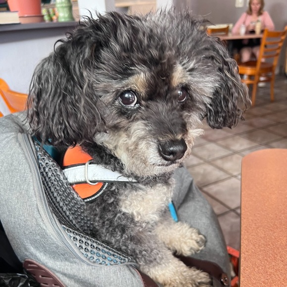 Meet your Posher, Dianna, not for sale, department tile, Not for Sale - Picture 2 of 16